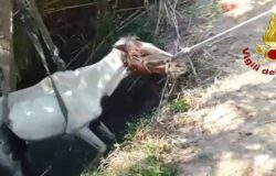 Cavallo, canale, annegare, salvato, Vigili del Fuoco