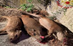 INCIDENTE, Isernia, Smart, cinghiali