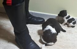 abbandonati, cuccioli, salvati, Carabinieri