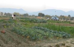 VENAFRO, Derubato, orto, anziano, ladro in fuga