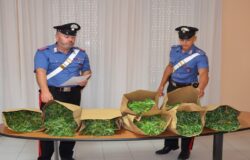 piantagione, marijuana, arrestato