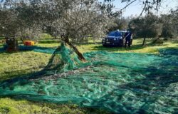 VENAFRO, caporalato, migranti, raccolta di olive, blitz, Carabinieri