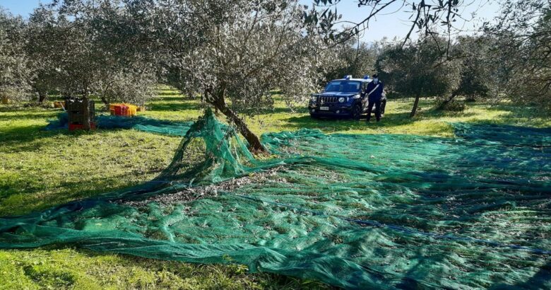 VENAFRO, caporalato, migranti, raccolta di olive, blitz, Carabinieri