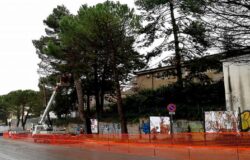 CAMPOBASSO, Restyling urbano, abbattimento, alberi, pericolosi, rifacimento dei marciapiedi