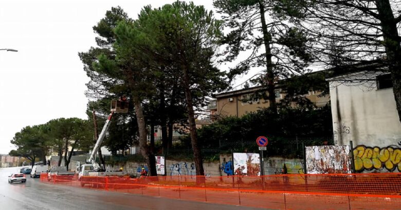 CAMPOBASSO, Restyling urbano, abbattimento, alberi, pericolosi, rifacimento dei marciapiedi