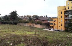 Campobasso, via Sicilia, piantine, alberi