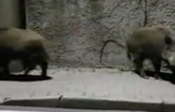 cinghiali colli a volturno