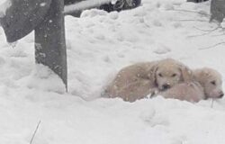 Cuccioli, abbandonati, neve, salvati, Forestali