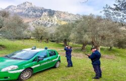 VENAFRO, Pascolo abusivo, Parco dell'olivo, denunciati, allevatori