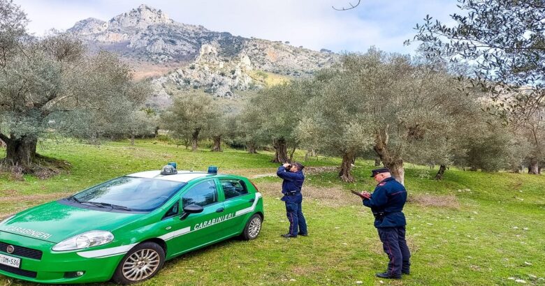 VENAFRO, Pascolo abusivo, Parco dell'olivo, denunciati, allevatori