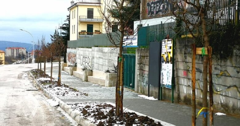 campobasso via trivisonno messa a dimora aceri
