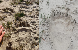 Avvistamento, orso marsicano, tracce