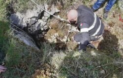 Finisce, gola, cucciolo, salvato, Vigili del Fuoco