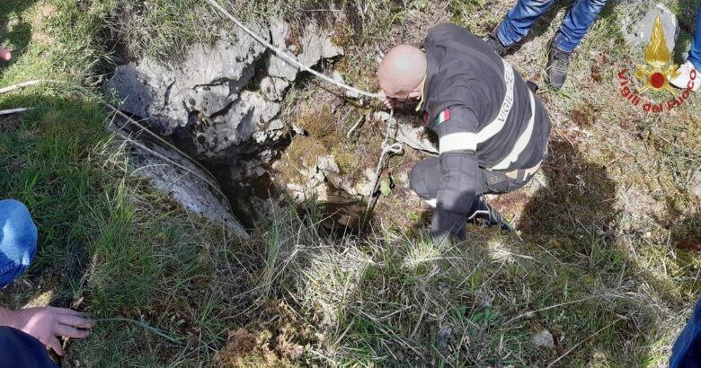 Finisce, gola, cucciolo, salvato, Vigili del Fuoco