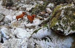 POZZILLI, Borgata Leone, trekking, torrente dei lupi