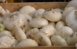 cipolla bianca di isernia