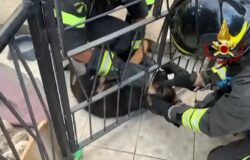 salvataggio cucciolo di cane