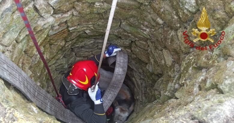 Vitello, pozzo, Vigili del Fuoco