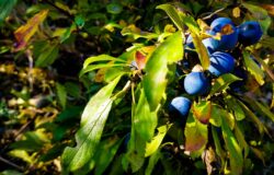 “La trignolata”, Bagnoli del Trigno