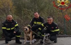 Cane, dirupo, salvato, Vigili del fuoco