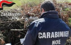 Rifiuti, Carabinieri, NOE, rifiuti legnosi,