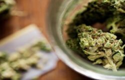 Cannabis, legale, terapeutica, differenza