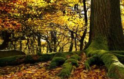 Edizione record per la Festa dell’Albero in Molise