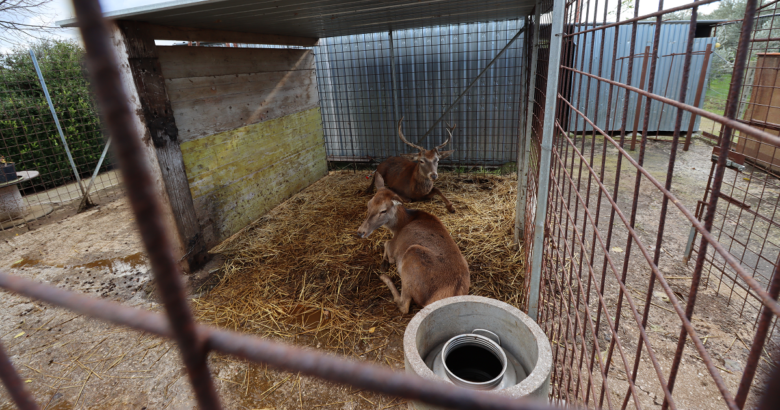 cervi, detenuti illegalmente, salvati, Carabinieri forestali
