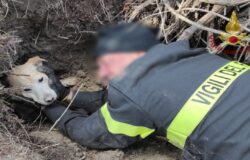 Cane, salvataggio, Vigili del Fuoco,
