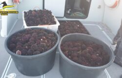 Pesca, pescatori, ricci di mare, Tremiti