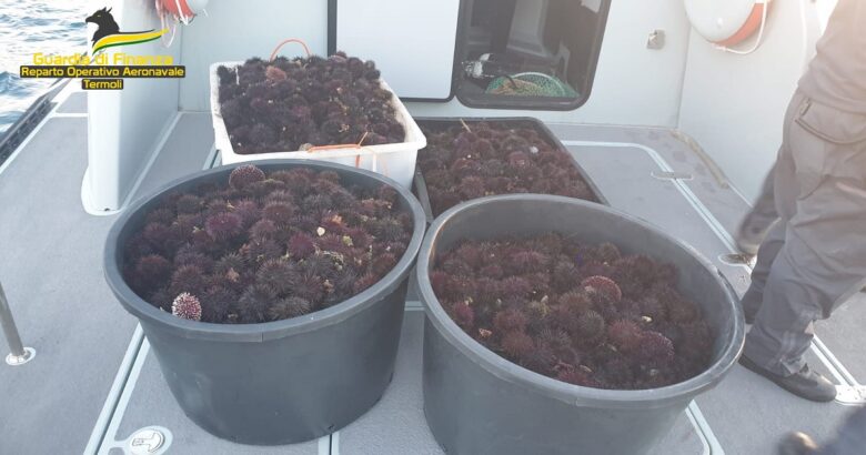 Pesca, pescatori, ricci di mare, Tremiti