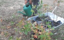 albero, bosco Fantine, Ambiente Basso Molise