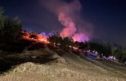 Incendio, Pozzilli, fiamme, uliveto