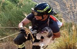 Vigili del Fuoco, cagnolina, burrone, salvataggio, Campomarino,