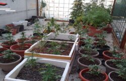 serra, marijuana, arresto, piante estirpate