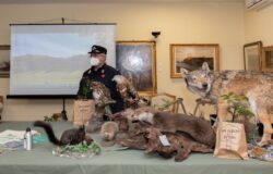 “Befana della Biodiversità”, Carabinieri forestali