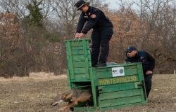 Lupo, libertà, Carabinieri Forestali,