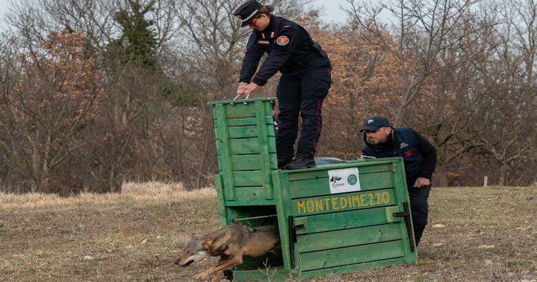 Lupo, libertà, Carabinieri Forestali,