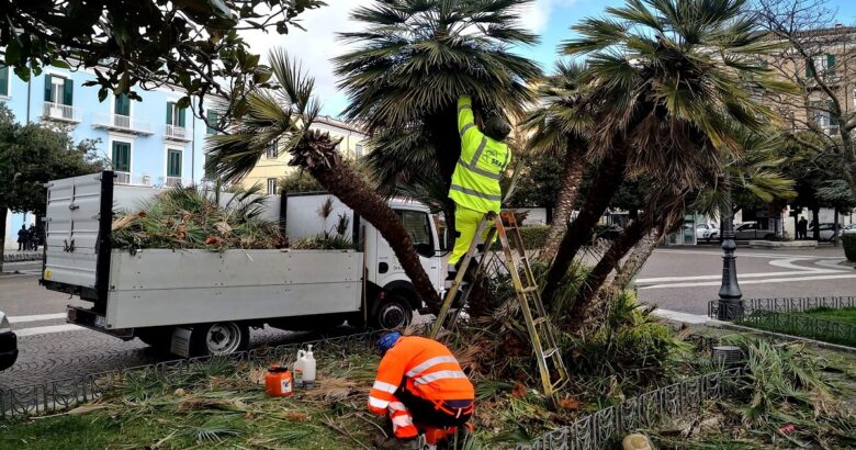 CAMPOBASSO, Verde pubblico, palmeto, piazza Vittorio Emanuele II