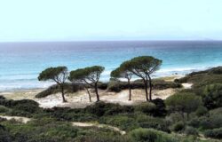 La magia del mare e degli alberi