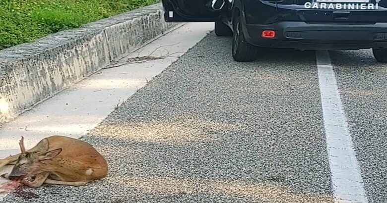 Capriolo, investito, dissanguato, salvato, Carabinieri, Montaquila