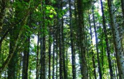 Isernia, Castel di Sangro, Alfredo Ricci, spostamento, Carabinieri