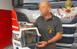 vigili del fuoco Termoli gattino