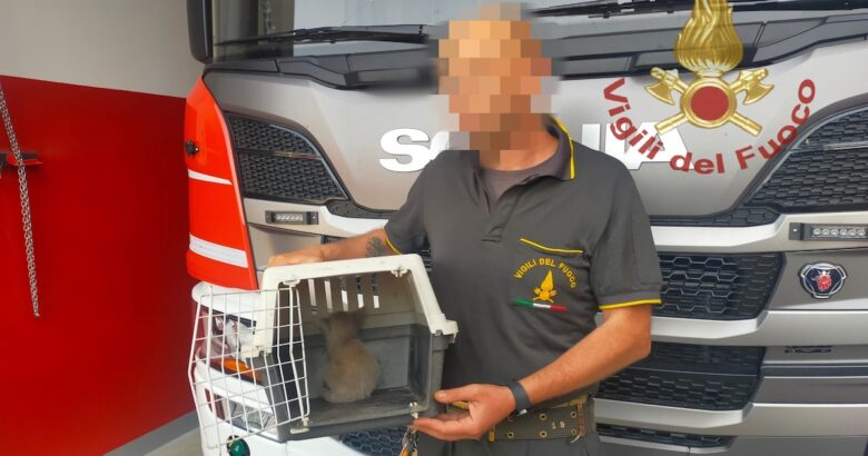 vigili del fuoco Termoli gattino