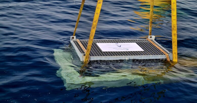 vino subacqueo, Molise, Tintilia, Falanghina