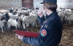 animali-stalla-denuncia-allevatori