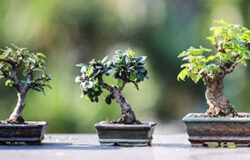 isernia-mostra-concorso-molise-bonsai-dautunno-la-luna-auditorium-unita-ditalia
