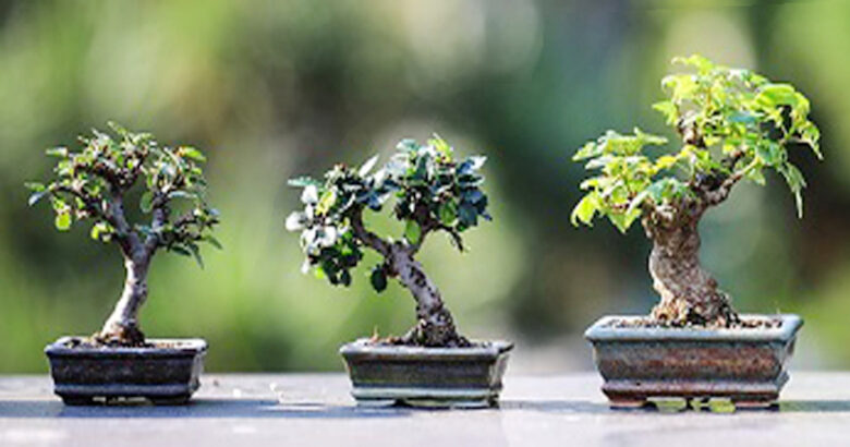 isernia-mostra-concorso-molise-bonsai-dautunno-la-luna-auditorium-unita-ditalia