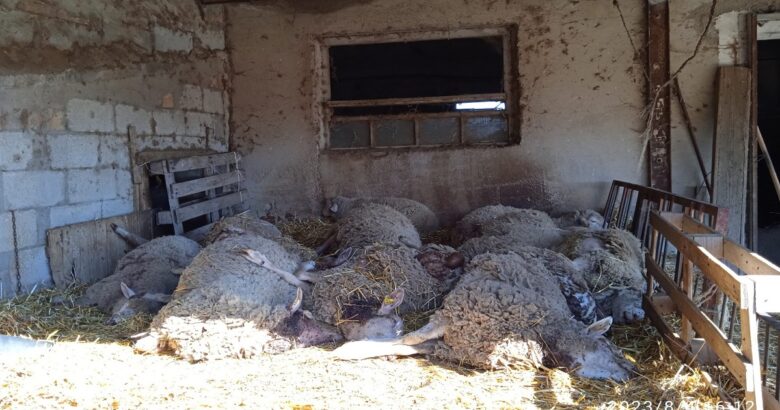 lupi, Molise, aggressioni, bestiame