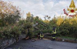 ISERNIA, Albero secolare, caduto, forte vento, strada chiusa